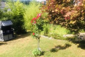 Zahrada ubytování Modernes Ferienhaus Sauerblick