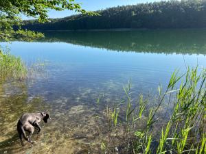Gallery image of NEU! Schöner Bungalow am Zenssee in Lychen +11 photos