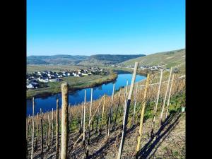 a view of a river with a bunch of vineyards at NEU! Ferienwohnung Atelier 7 in Klüsserath