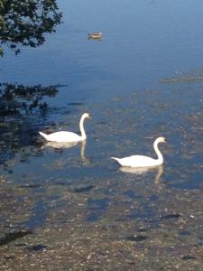 three white swans are swimming in the water at NEU! Modernes Ferienhaus Strandgut in Garrel