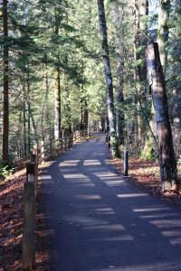 a tree lined path in a forest with trees at Golden Ears Nature's Delight in Maple Ridge District Municipality