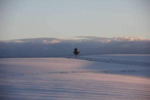 un árbol sobre un campo cubierto de nieve en Furano Hidden Hill【FHH】, en Kami-furano