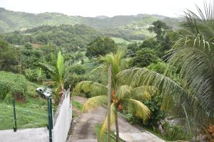 Rivière-PiloteHaut de villa Amour caché的棕榈树土路的景色