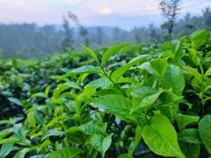 una plantación de plantas de té verde en un campo en The Nature's Resort, Hanwella, 