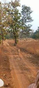 a dog running down a dirt road at Namaste Homestay in Khajurāho