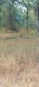 a zebra standing in a field of tall grass at Namaste Homestay in Khajurāho