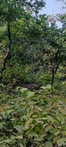 a field with green plants and trees in a forest at Namaste Homestay in Khajurāho
