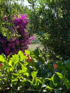 einen Garten mit rosa Blumen und grünen Pflanzen in der Unterkunft I Mandorli in Porto Conte