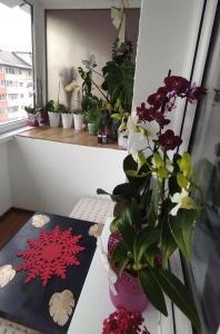 a vase of flowers on a table next to a window at Noua Apartment in Braşov