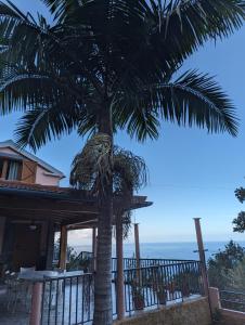 a palm tree in front of a house with the ocean at fantastic holiday house in Ponta Delgada