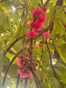 Alleppey Beach Garden外面的花园