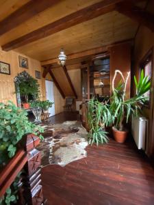 a room with potted plants on the floor at Pensiunea Andrei in Borşa
