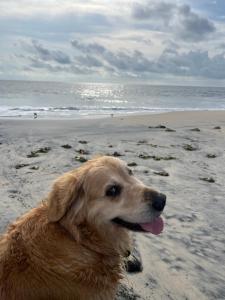 阿勒皮的住宿－Alleppey Beach Garden，躺在海滩上的棕色狗