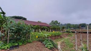 a garden with plants and a building in the background at Ban Lom Jen Homestay in Chiang Rai