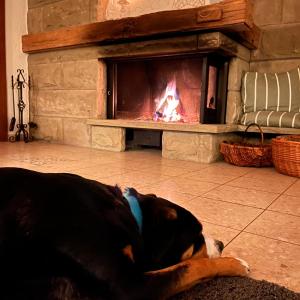 a dog laying on the floor in front of a fireplace at Haus am Wald in Eltmann