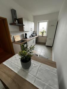 eine Küche mit einer Topfpflanze auf einer Theke in der Unterkunft Ferienwohnung Haus Paraschiv in Aue