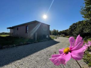 a pink flower in front of a house at Auvergne chalets Sancy in Bagnols