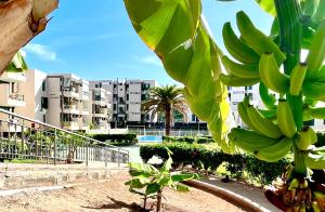 a bunch of bananas hanging from a banana tree at Las Viñas Apartment in Playa de las Americas