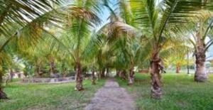 a path between palm trees in a park at Casa en Residencial Altos de Ciudad pacifica in San Miguel