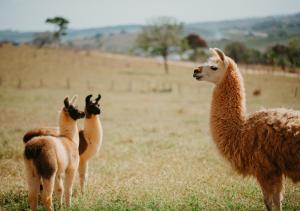 three llamas standing in a field of grass at Hotel Chalé Capitólio in Capitólio