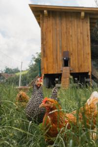 eine Gruppe von Hühnern im Gras vor einem Gebäude in der Unterkunft Pension Glitschnerhof in Aigen im Ennstal