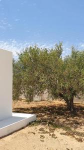 a tree in a field next to a white building at Maison d’hôte, Djerba 