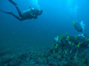 una persona nadando en el océano con una escuela de peces en Cañafistula Fourth Dimension, en Tamarindo