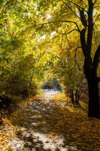 a tree lined path in a park in the fall at CityOasis Apartment in Nowe Miasto Lubawskie