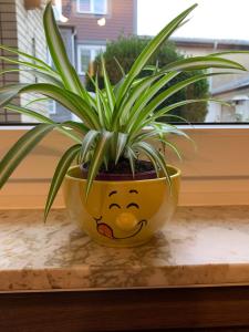 a plant in a yellow pot sitting on a window sill at Ferienwohnung Röder in Osterode