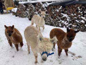 un gruppo di pecore in piedi nella neve di Grillinghof a Kirchberg in Tirol