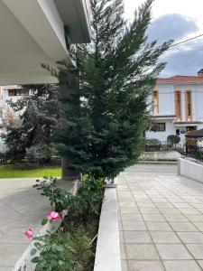 a pine tree in a yard next to a house at Διαμέρισμα υψηλής αισθητικής in Anatolí