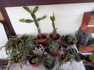 un grupo de plantas en macetas en un estante en Refugio de paz, en Jaureguiberry