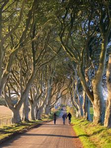 een rij bomen met mensen die over een weg lopen bij Rose House in Glenarm