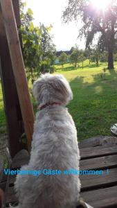 a white dog sitting on a bench looking at the grass at Gemütlichkeit am Vierkanthof - Apartment 1 in Wörterberg