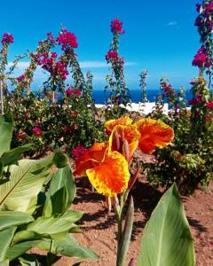 eine Gruppe von Blumen mit dem Ozean im Hintergrund in der Unterkunft Dammuso Pantelleria - Fiori D'Ossidiana in Pantelleria