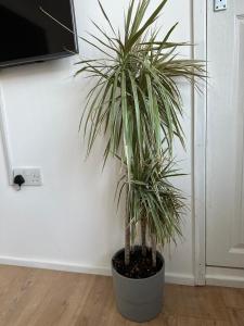 una pianta in vaso seduta sul pavimento in una stanza di Self-contained en-suite room in Wembley a Londra