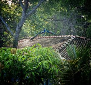 two blue birds are flying over a roof at Relax Beach House in Tangalle