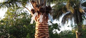 a palm tree with clothes hanging from the trunk at assoukatene lodge in Cap Skirring