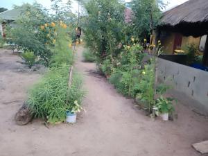 ogród z drzewami i roślinami przed budynkiem w obiekcie assoukatene lodge w mieście Cap Skirring