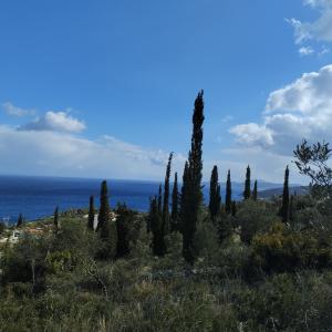 a group of cypress trees on a hill near the ocean at Sea View Land for Rent in Agios Nikolaos
