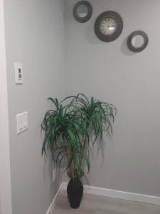 a plant in a room with a clock on the wall at Oasis of Happiness in Saskatoon