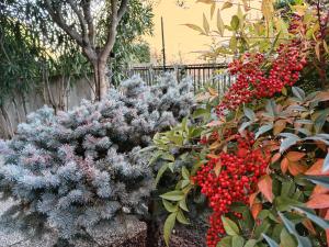 a bunch of plants with berries in a garden at A&G Apartment in Zanica