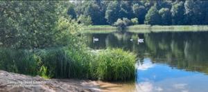 two swans are swimming in a large lake at Wohnmobilstellplatz in der Mecklenburgischen Seenplatte in Carpin