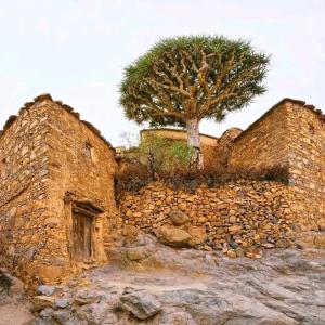 ein Steingebäude mit einem Baum darüber in der Unterkunft Ajgal imzi in Tiznit