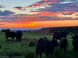 a herd of cows grazing in a field at sunset at Honeysuckle Straw Bale Cabin in Dallas +10 photos