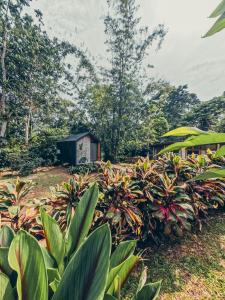 una pequeña cabaña en medio de un jardín en TAGUA LODGE en Tena