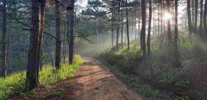 a dirt road in a forest with the sun shining through the trees at Romantic house on a pine hill Dalat in Xuan An