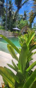 una planta verde junto a una piscina en Purple Beach - Maïthélia - Gili Air, en Gili Air