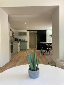 a potted plant sitting on a table in a kitchen at Appartement T2 rez de chaussée villa Les Tamaris Aix-les-Bains in Aix-les-Bains