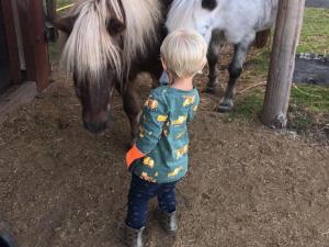 a young boy standing in front of two miniature ponies at Ferienhof Roller in Simmersfeld